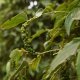 How to make the best use of the 5 beneficial effects of piperine