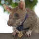 The brave Magawa passed away. A rat that saved thousands of lives in Cambodia