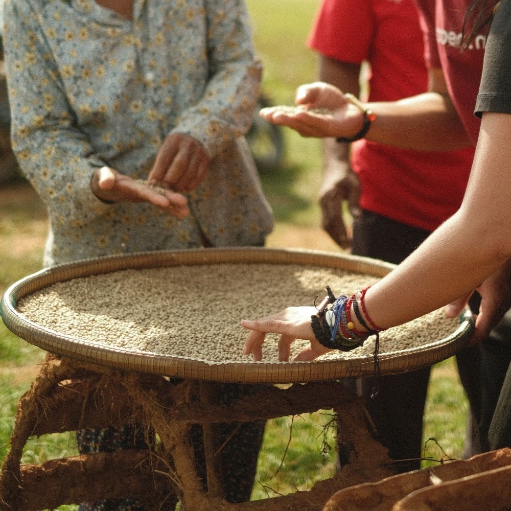 Genuine white Kampot pepper and the most common questions about its origin