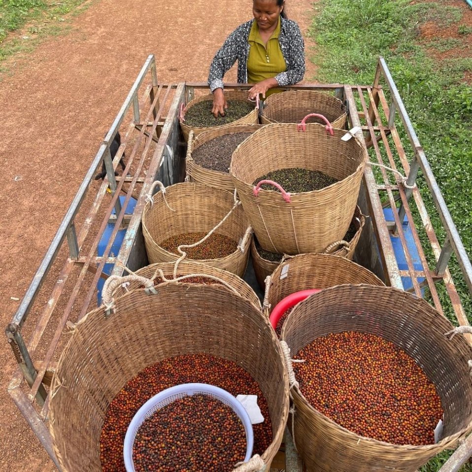 All about red Kampot pepper. Why is it so rare? Kampotpepper.cc