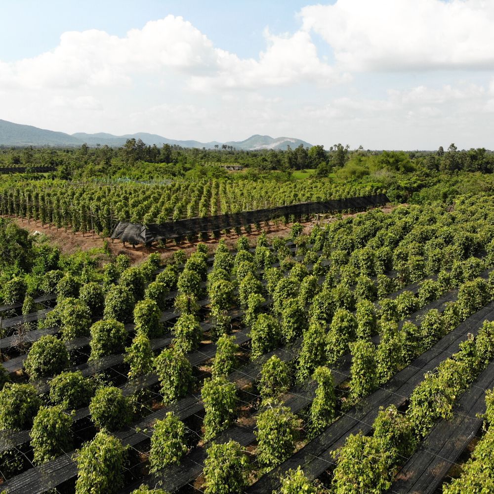 Les plantations de poivre en danger : Pourquoi le poivre de Kampot