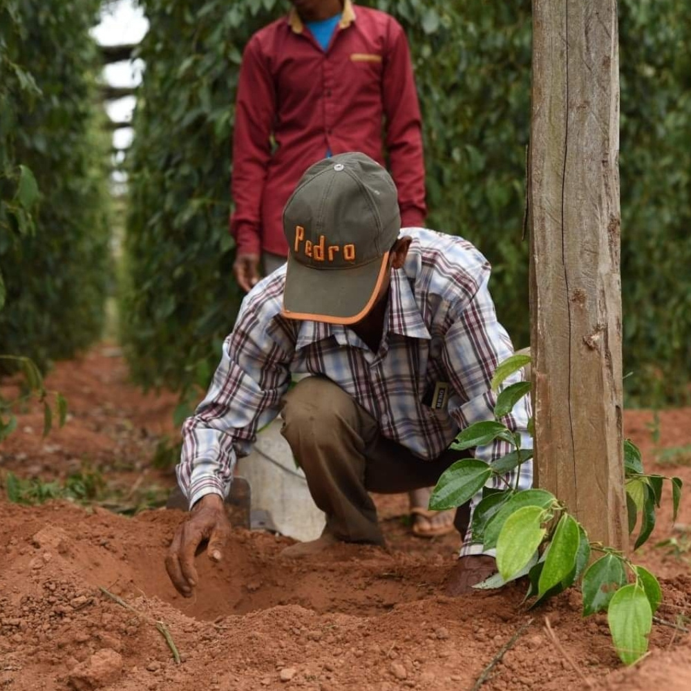 How do our farmers plant Kampot pepper?