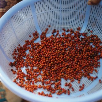 Když pod slupku Kampotského pepře nahlíží vědci: Tajemství sušení červeného pepře