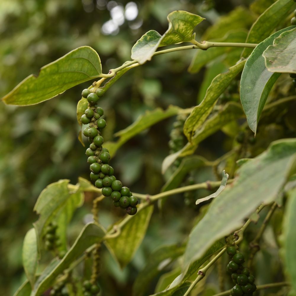 Les plantations de poivre en danger : Pourquoi le poivre de Kampot a failli  disparaître ?