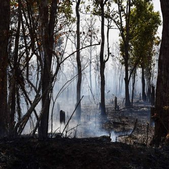 Overwhelming history: why was the Kampot pepper completely destroyed twice?