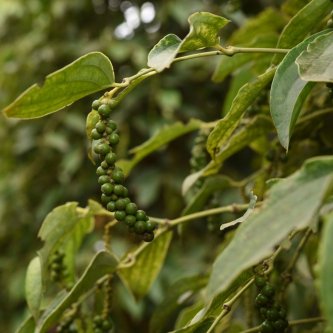 How to make the best use of the 5 beneficial effects of piperine